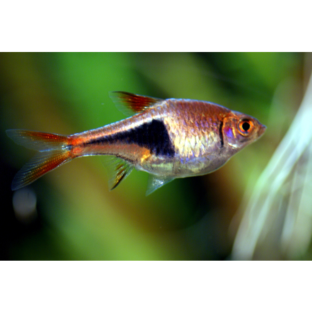 Razbora klinowa